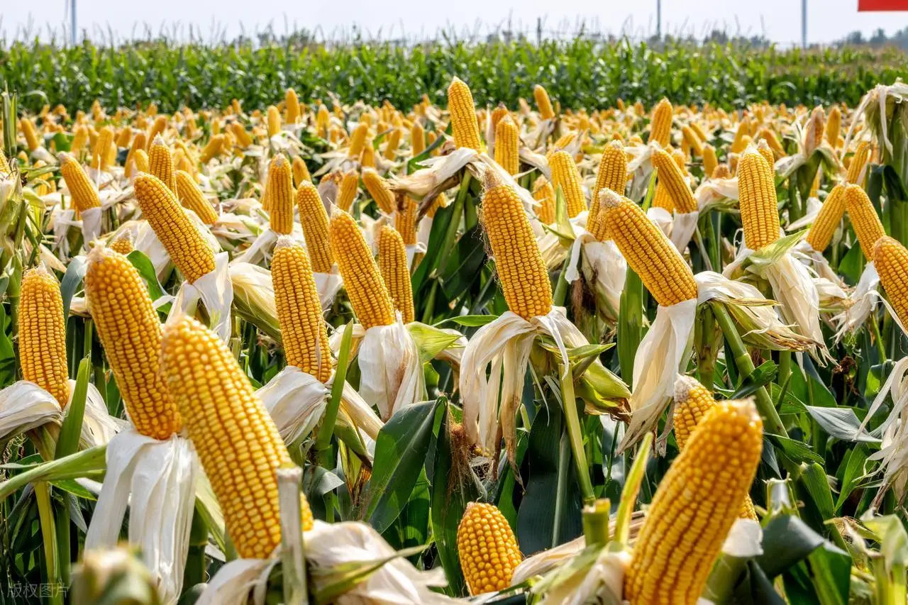 玉米涨价利好股票_玉米大涨谁利好_