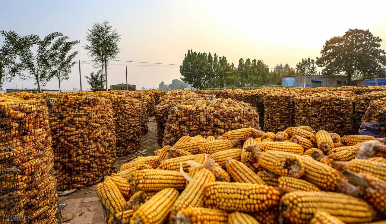 玉米大涨谁利好__玉米涨价利好股票