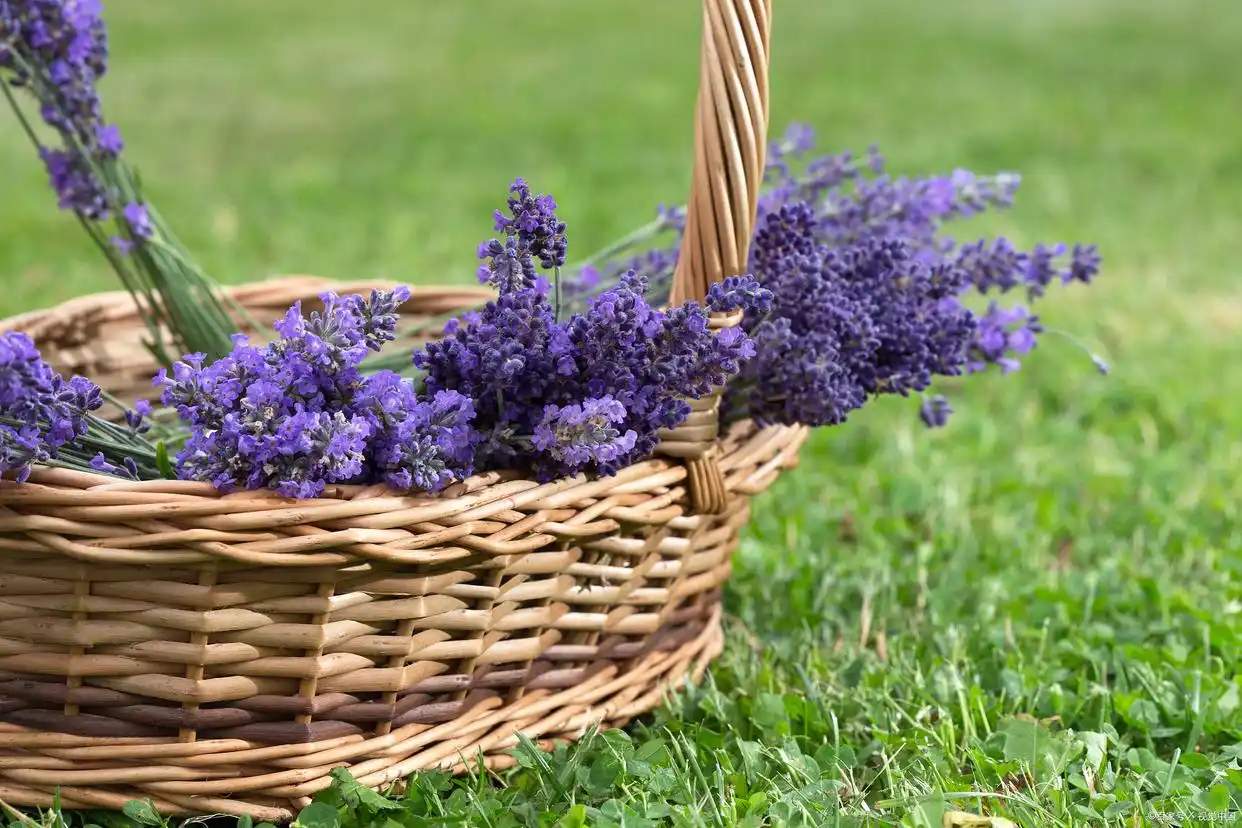 爱你，念你，心悦之人是你，所以，一生所求也是你_爱你，念你，心悦之人是你，所以，一生所求也是你_