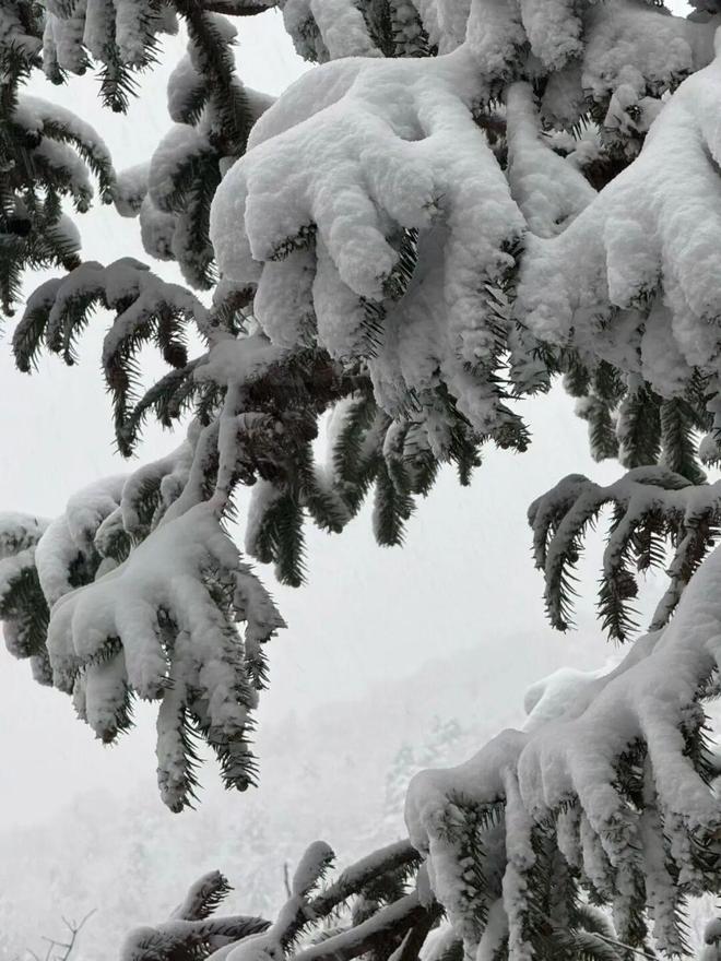 2026年大杭州的第一场雪，如期而至！“美翻了”！__2026年大杭州的第一场雪，如期而至！“美翻了”！