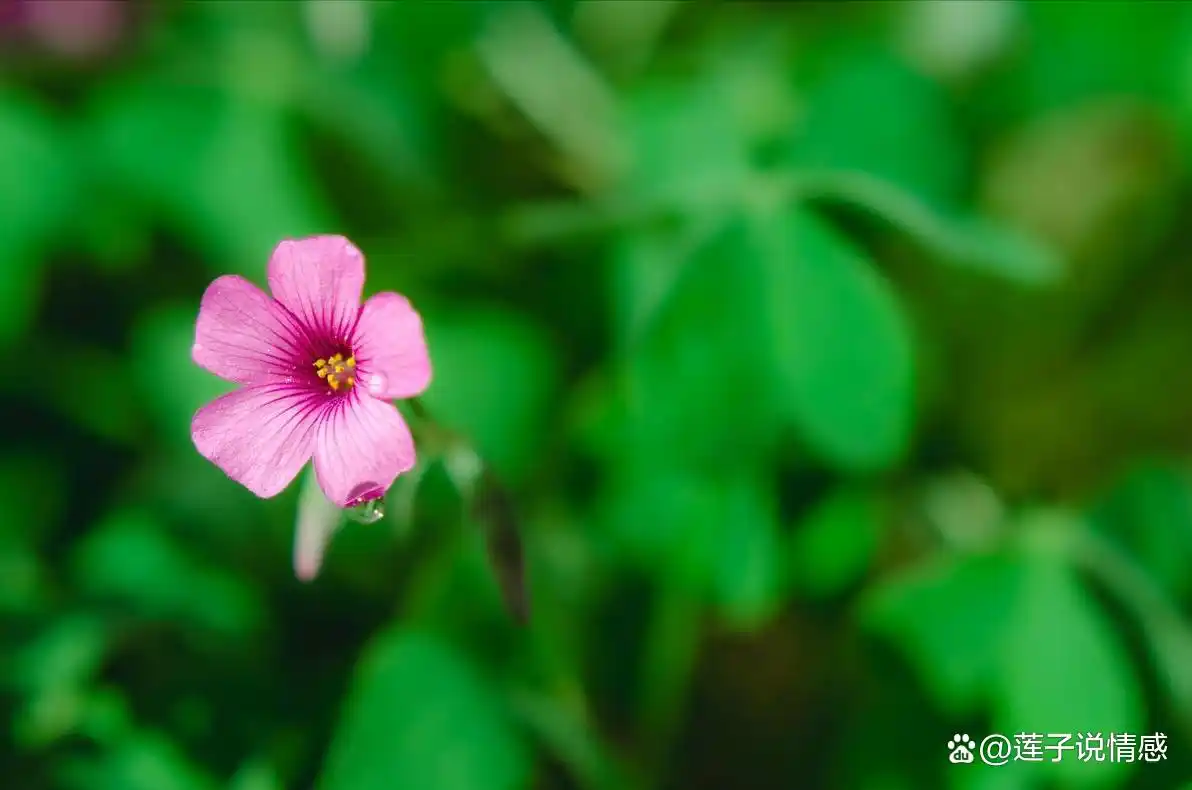 _女人的选择没有绝对_女人坚定的选择你