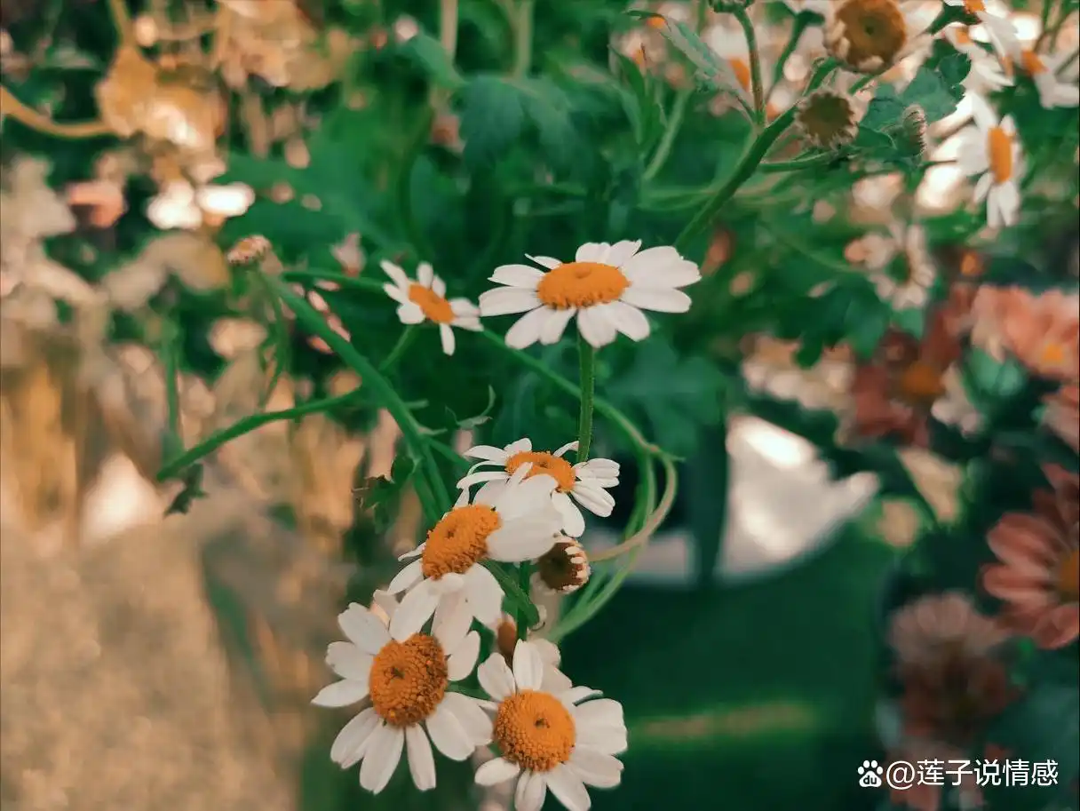 女人的选择没有绝对_女人坚定的选择你_