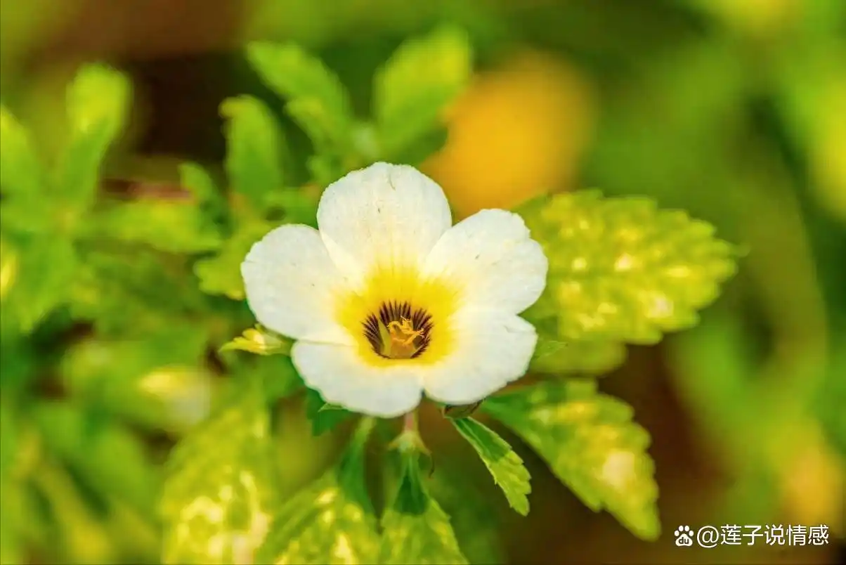 玩笑开大了图片__郭德纲开安吉玩笑