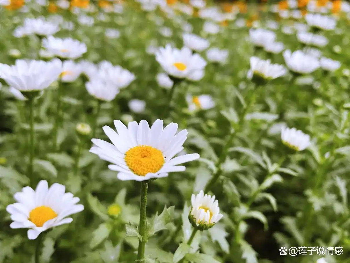 郭德纲开安吉玩笑__玩笑开大了图片