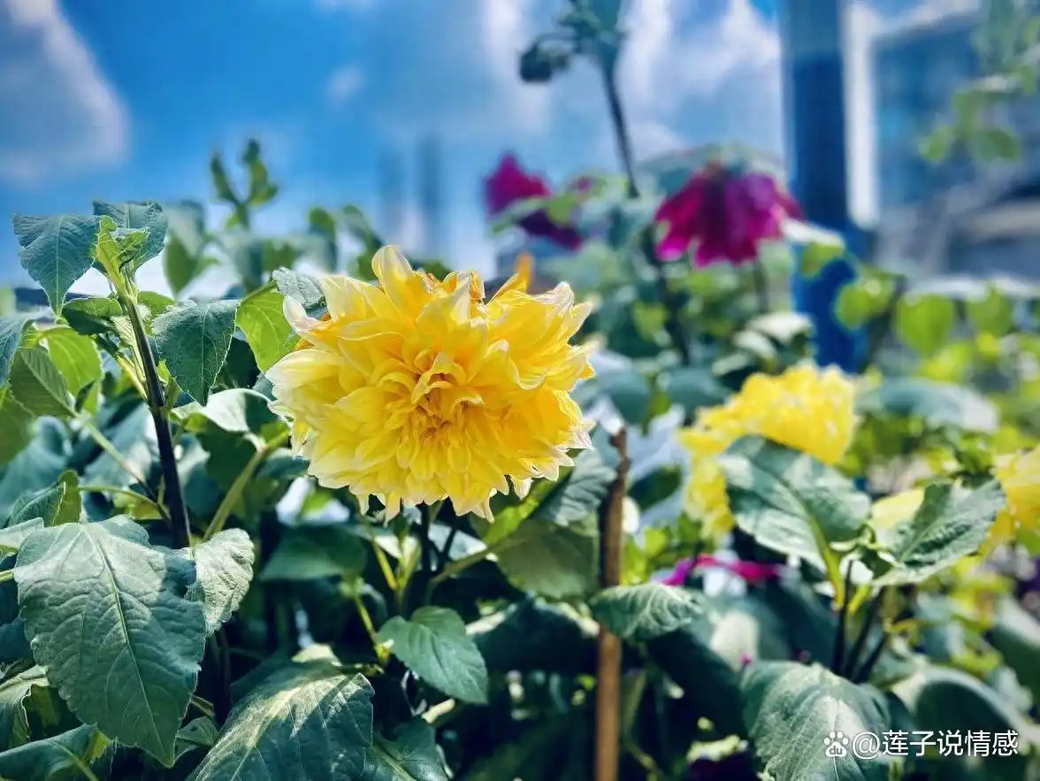 郭德纲开安吉玩笑_玩笑开大了图片_