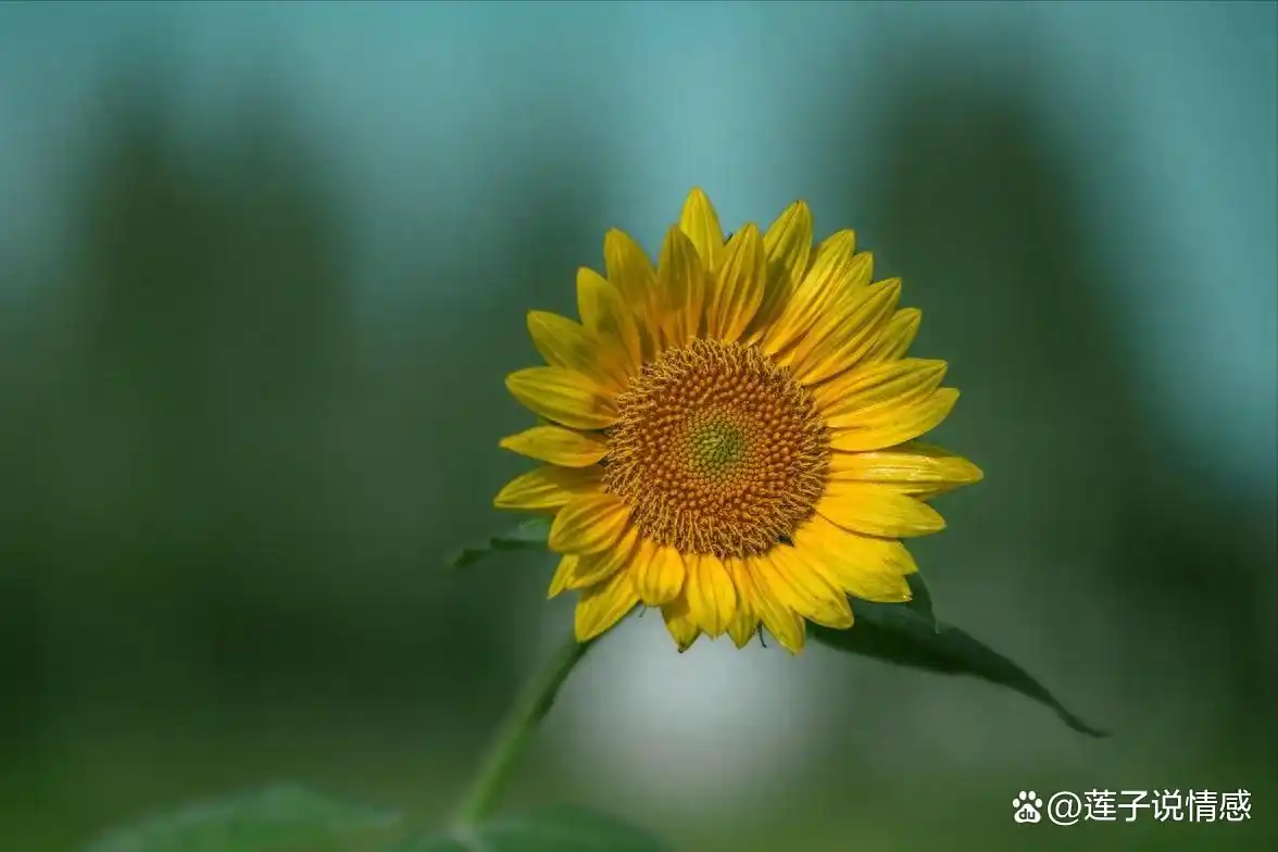 郭德纲开安吉玩笑__玩笑开大了图片