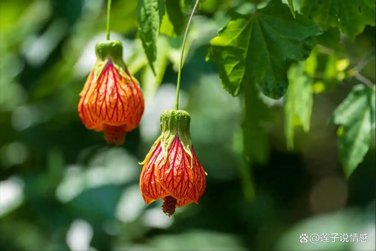 中年女性有情人的好处_中年用情信女人直接会出轨吗_