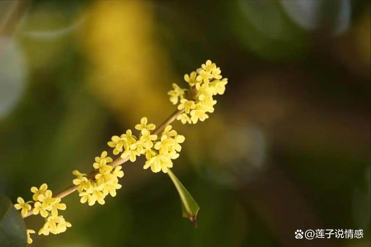 中年用情信女人直接会出轨吗_中年女性有情人的好处_