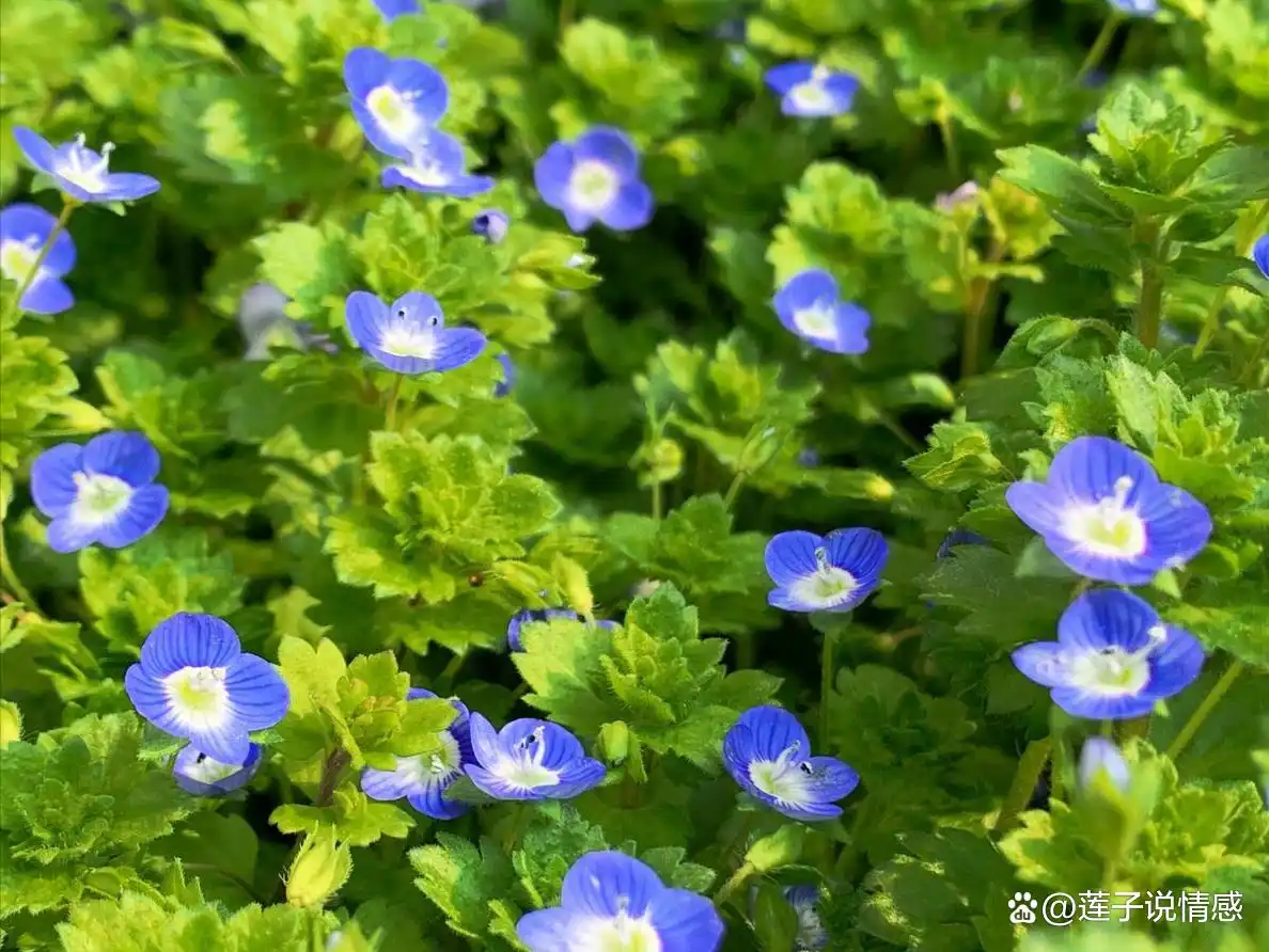 中年女性有情人的好处_中年用情信女人直接会出轨吗_