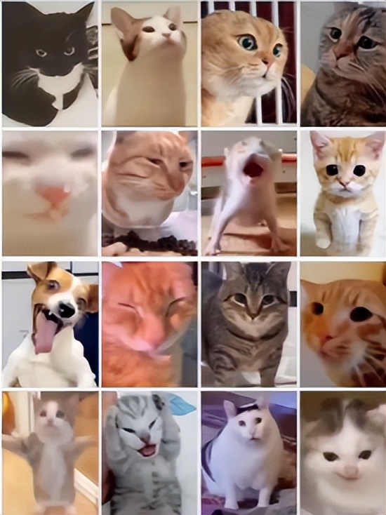 _萝卜猫图片_萝卜猫最可爱