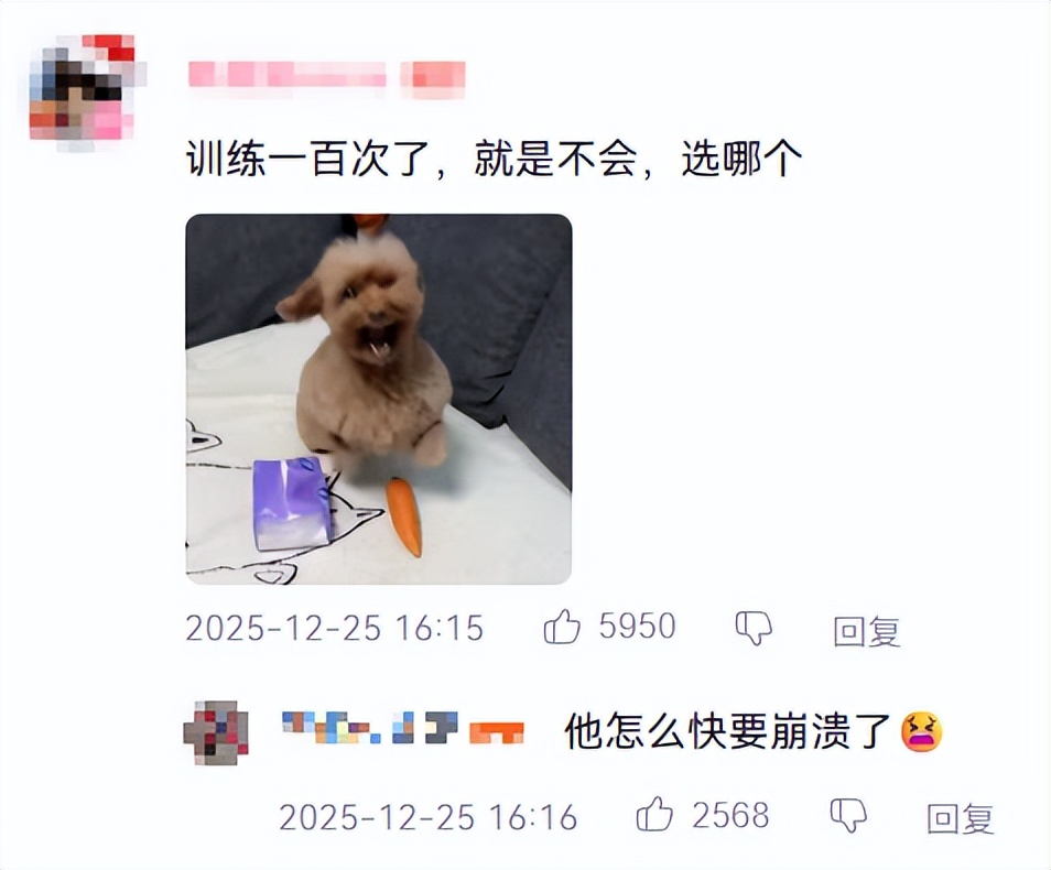 _萝卜猫图片_萝卜猫最可爱