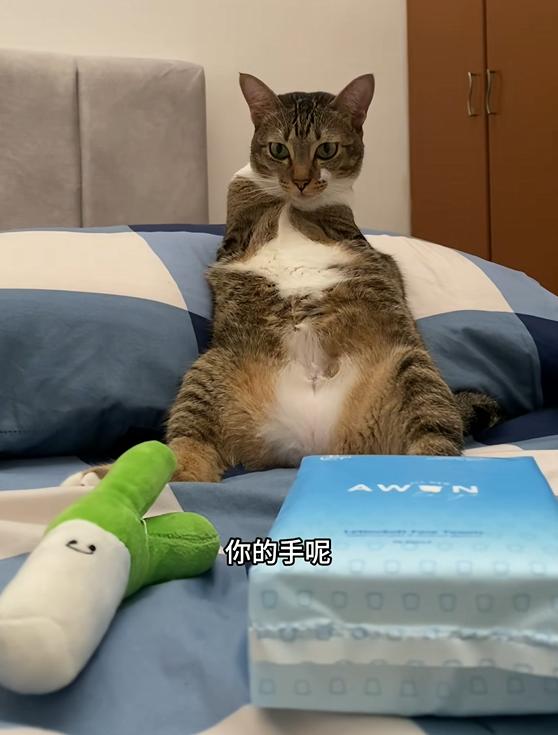 萝卜猫图片_萝卜猫最可爱_
