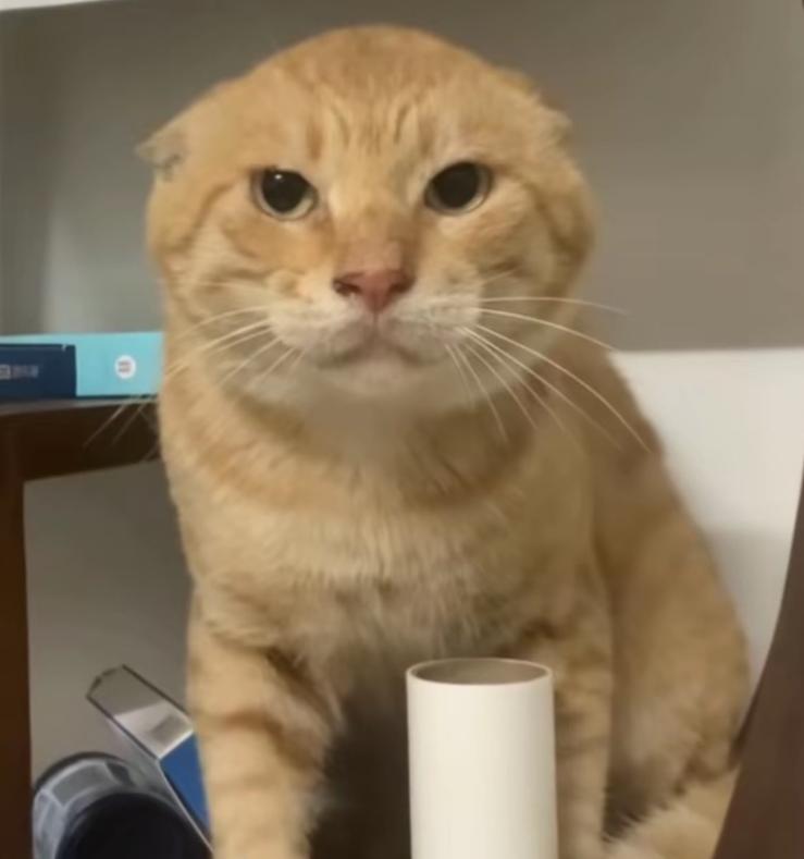 _萝卜猫图片_萝卜猫最可爱