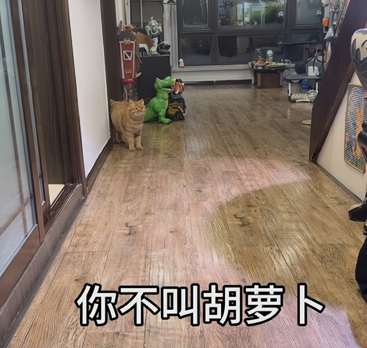 _萝卜猫最可爱_萝卜猫图片