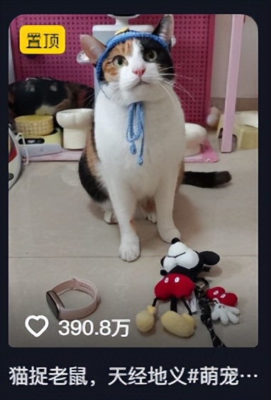 萝卜猫图片_萝卜猫最可爱_