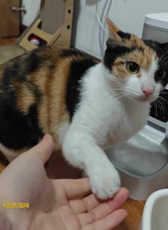 _萝卜猫最可爱_萝卜猫图片