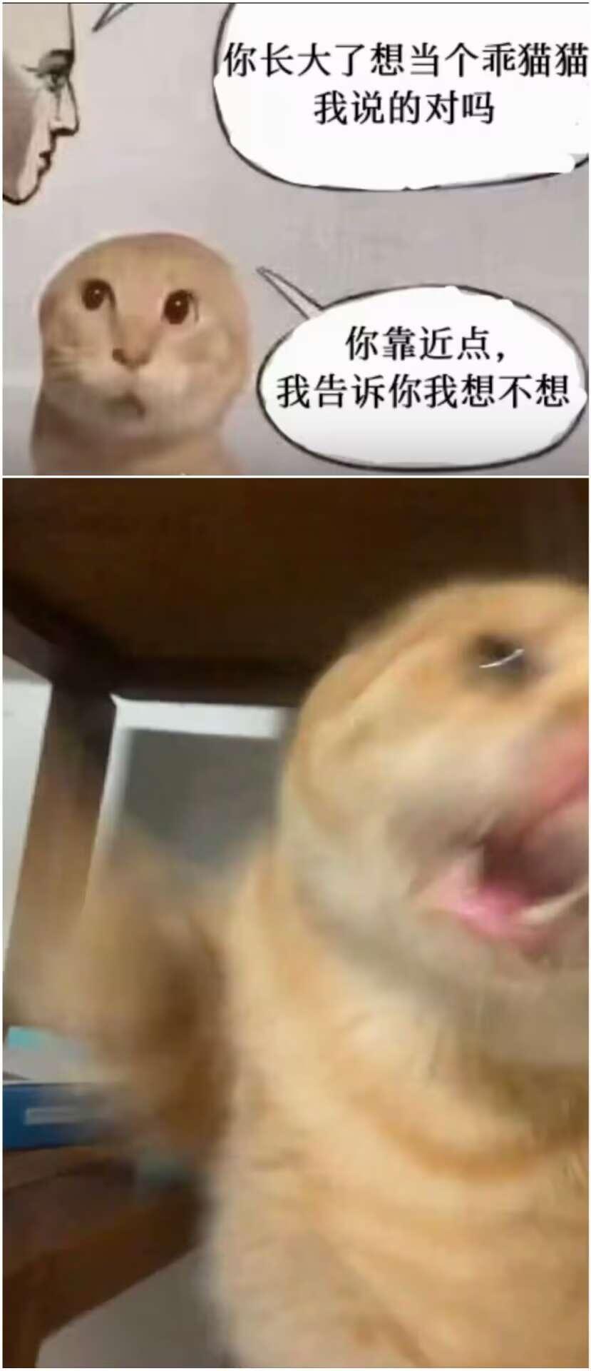 _萝卜猫图片_萝卜猫最可爱