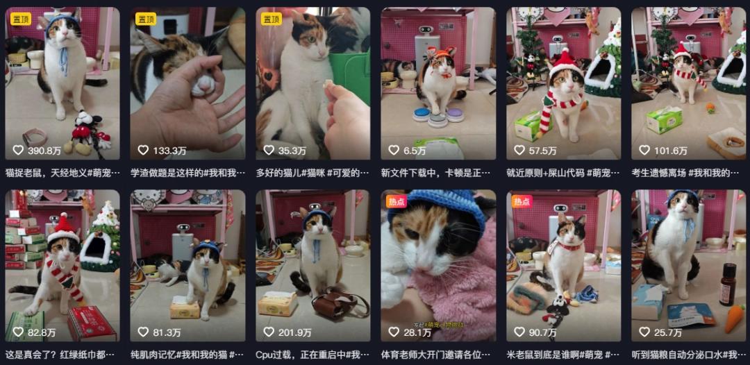 萝卜猫图片_萝卜猫最可爱_