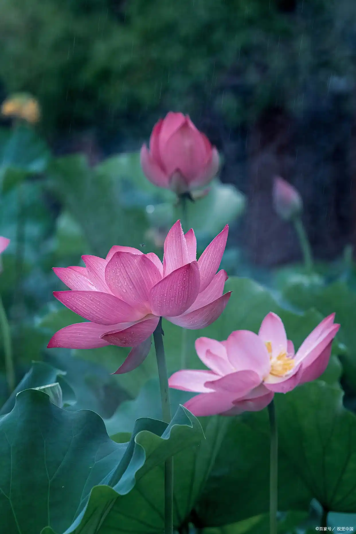 _草字头再加一个完是怎么字_绝世高手陈杨笔痴中文