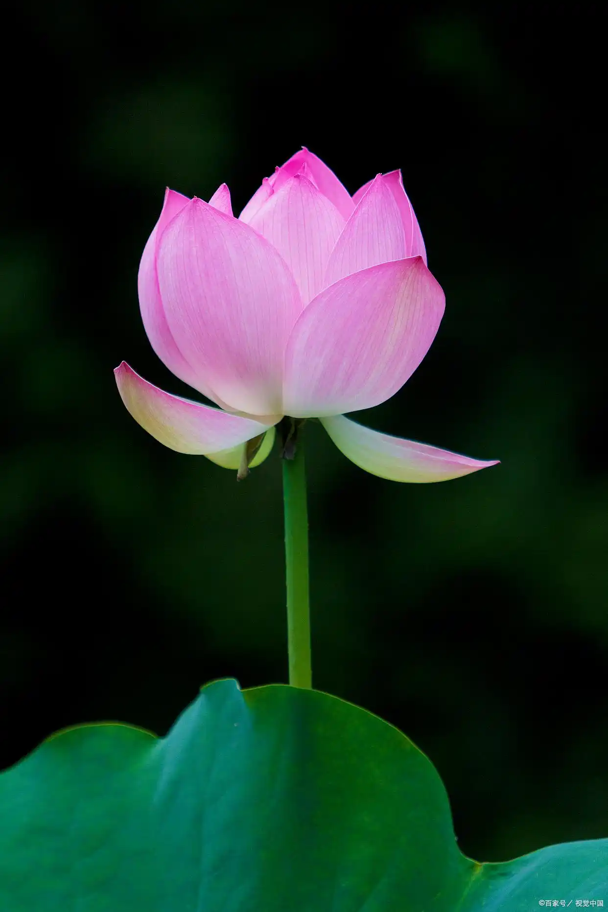 绝世高手陈杨笔痴中文_草字头再加一个完是怎么字_