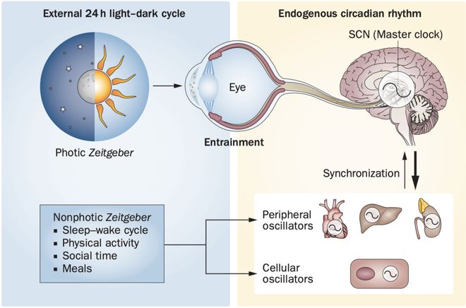 _人一定要多晒太阳！Cell子刊：办公室有窗没窗，血糖真的不一样！（还能助燃脂_人一定要多晒太阳！Cell子刊：办公室有窗没窗，血糖真的不一样！（还能助燃脂