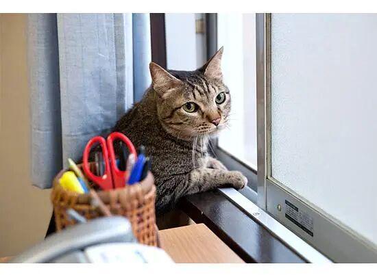 人一定要多晒太阳！Cell子刊：办公室有窗没窗，血糖真的不一样！（还能助燃脂__人一定要多晒太阳！Cell子刊：办公室有窗没窗，血糖真的不一样！（还能助燃脂