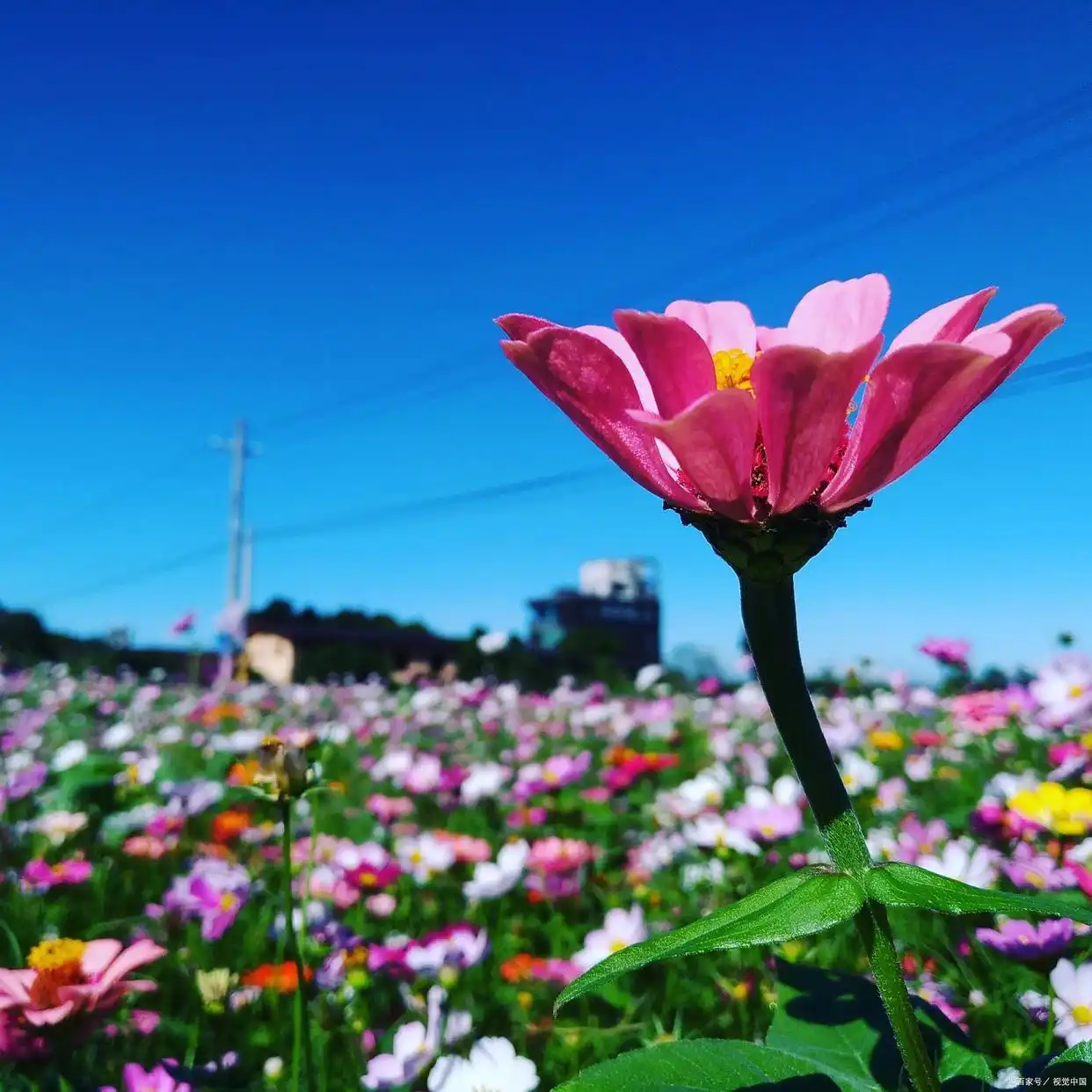 _想你总是在梦里_每天想着你夜里梦到你