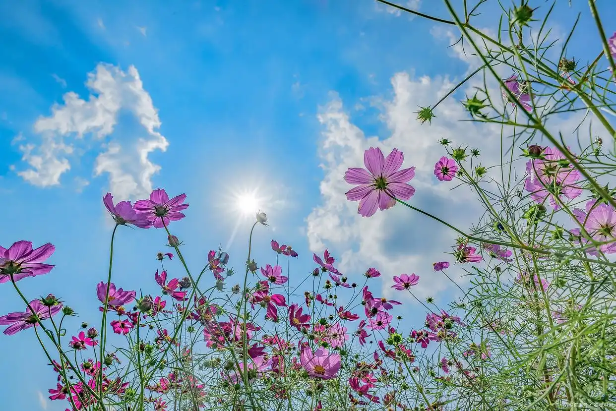 每天想着你夜里梦到你_想你总是在梦里_