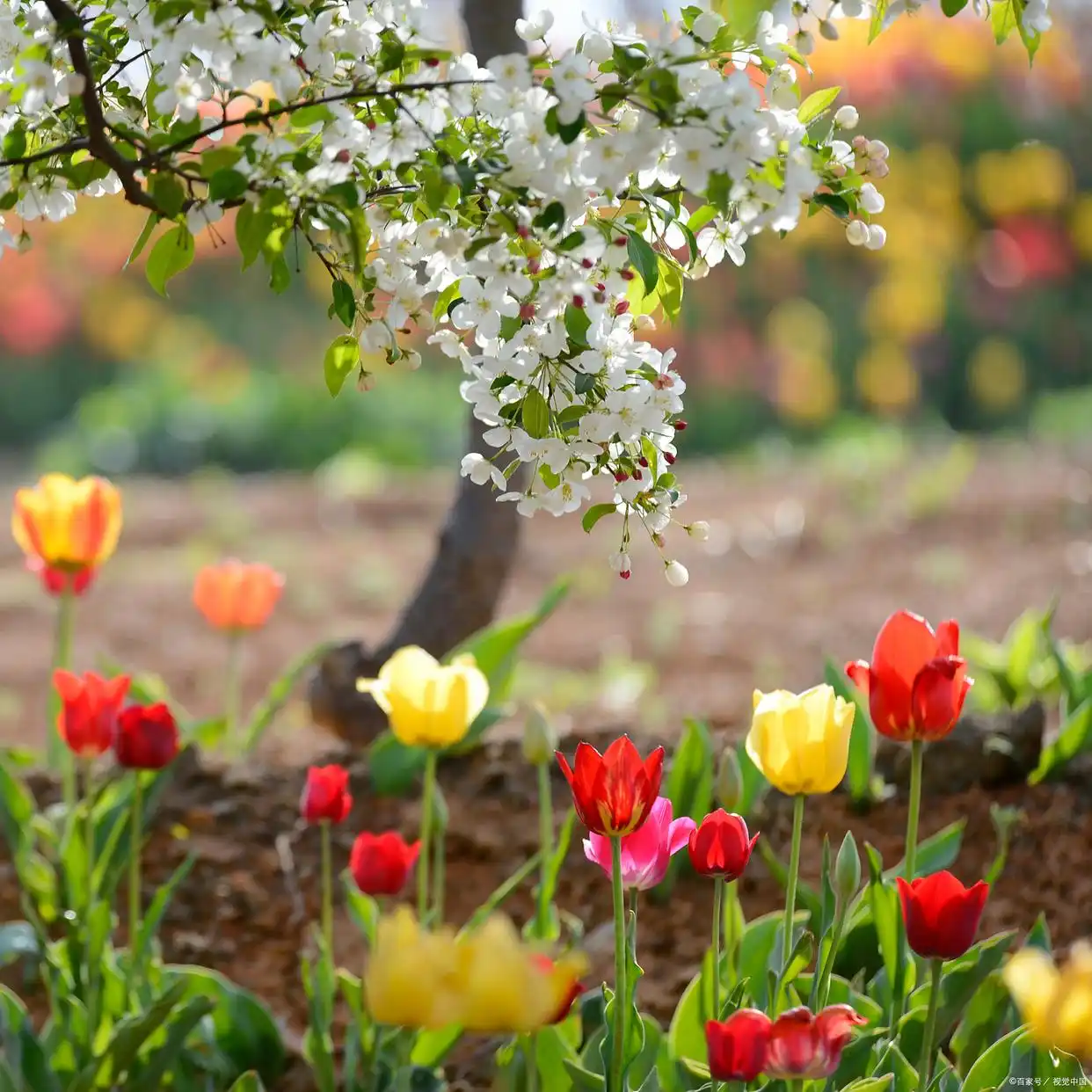 _每天想着你夜里梦到你_想你总是在梦里