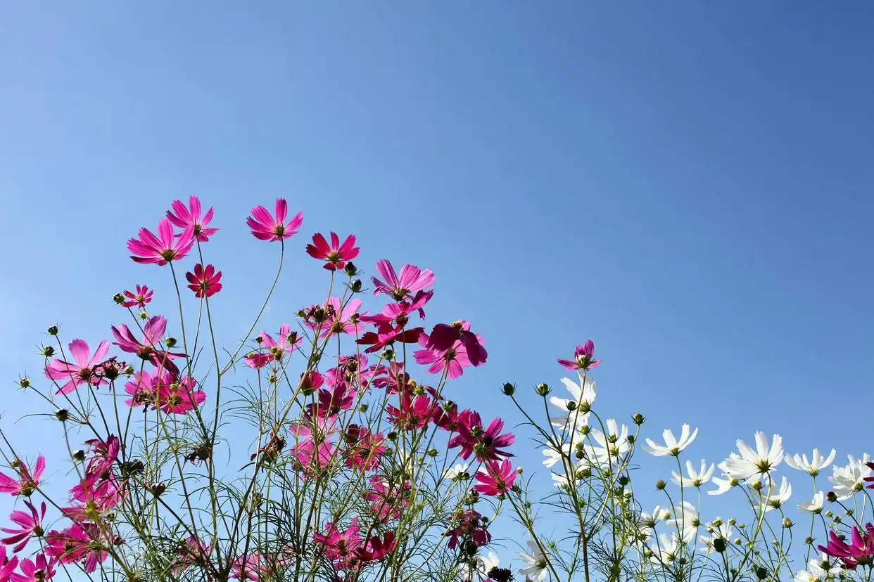 _每天想着你夜里梦到你_想你总是在梦里