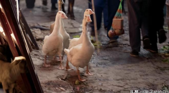 _今晚几点开播_今晚电视剧节目