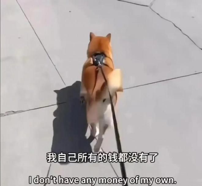 郑爽装修_郑爽装修效果图_