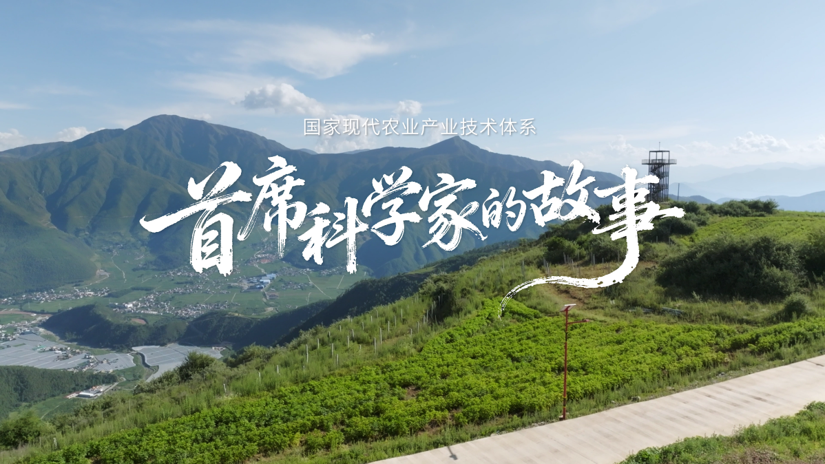 央视新闻中心首席出镜记者_封面新闻首席记者_