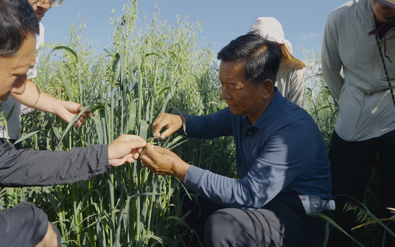 央视新闻中心首席出镜记者_封面新闻首席记者_