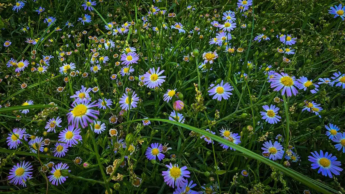 是爱想你魂入刻骨想什么歌_想你入骨是什么意思_