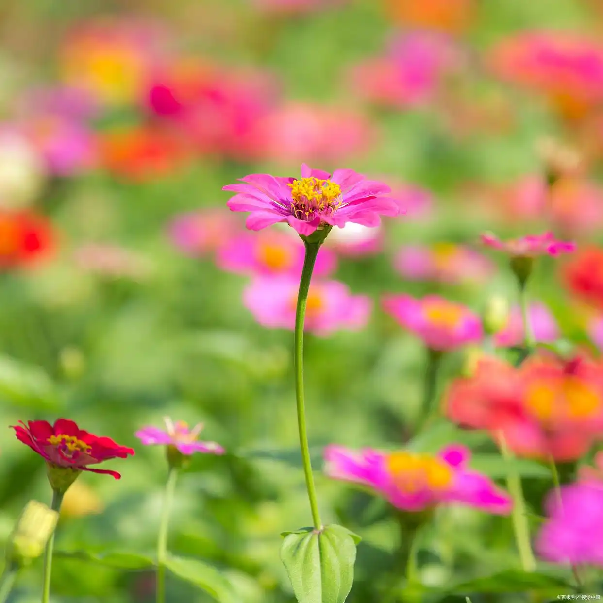 是爱想你魂入刻骨想什么歌_想你入骨是什么意思_