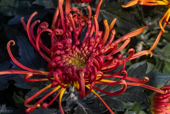 铁胆兄弟 10:大佬博弈局_铁胆兄弟 10:大佬博弈局_