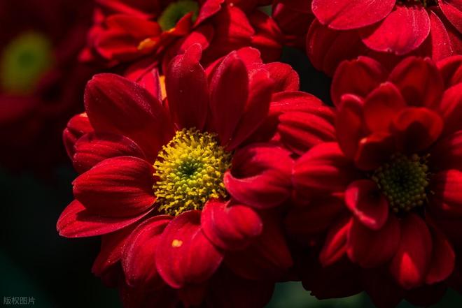 铁胆兄弟 10:大佬博弈局_铁胆兄弟 10:大佬博弈局_