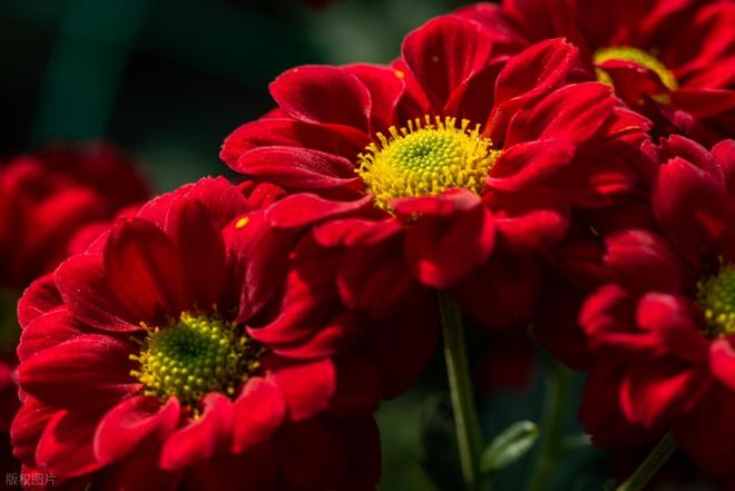 _铁胆兄弟 10:大佬博弈局_铁胆兄弟 10:大佬博弈局