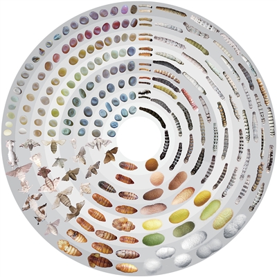 家蚕知识_家蚕基因国家重点实验室_