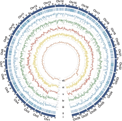 家蚕基因国家重点实验室__家蚕知识