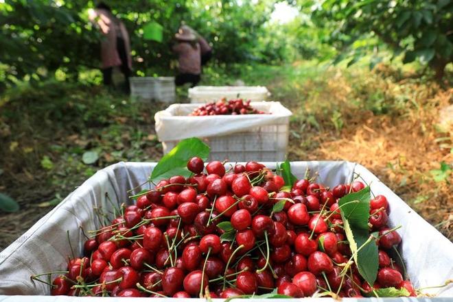 _因为价格便宜_价格暴跌原因