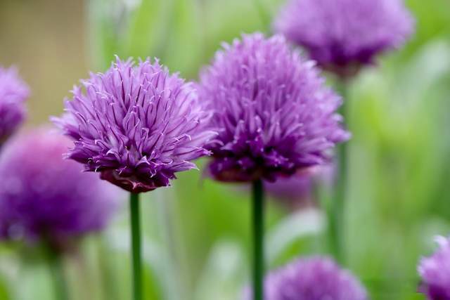 婆婆让我送小姑子陪嫁_大姑姐给婆婆买东西到处说_