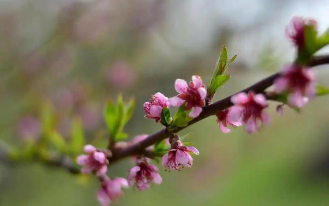 惊！2026年立春不一般！2月4日这4类人必须躲春，做错白忙一场__惊！2026年立春不一般！2月4日这4类人必须躲春，做错白忙一场