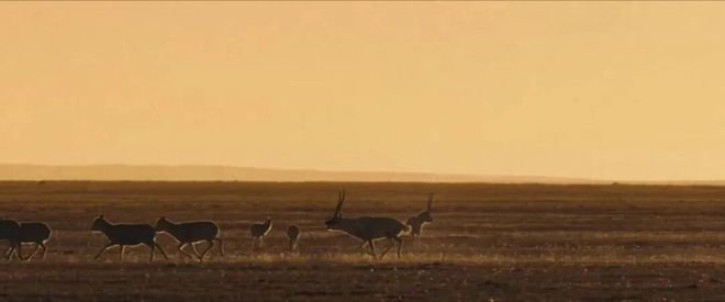 《生命树》多杰原型,真是令人破大防!一家三代用命守护可可西里_《生命树》多杰原型,真是令人破大防!一家三代用命守护可可西里_