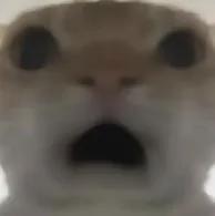 玩字母吗_汉字字母哥_