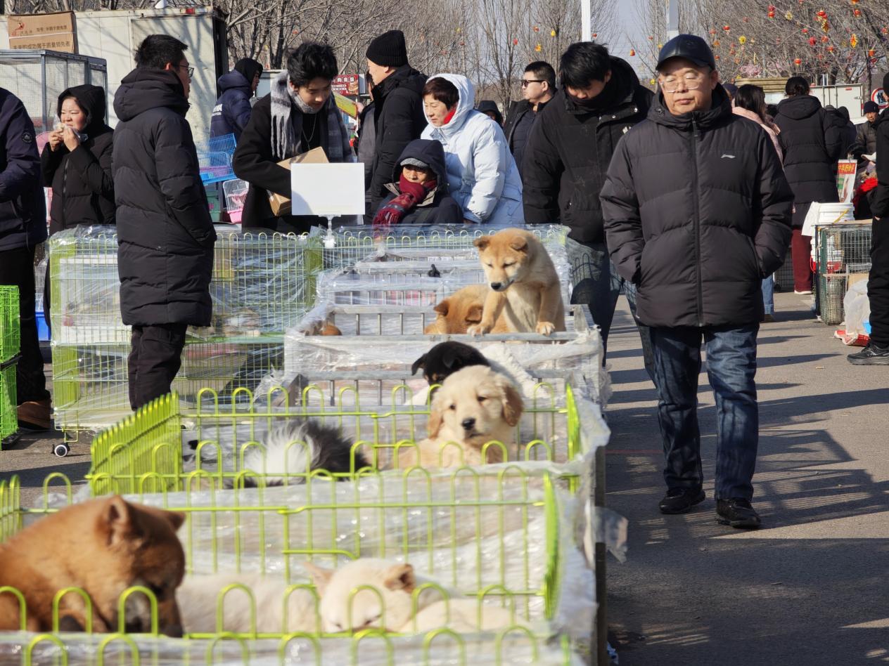 春节前夕牛楼小镇宠物市场。人民网记者 王天乐摄