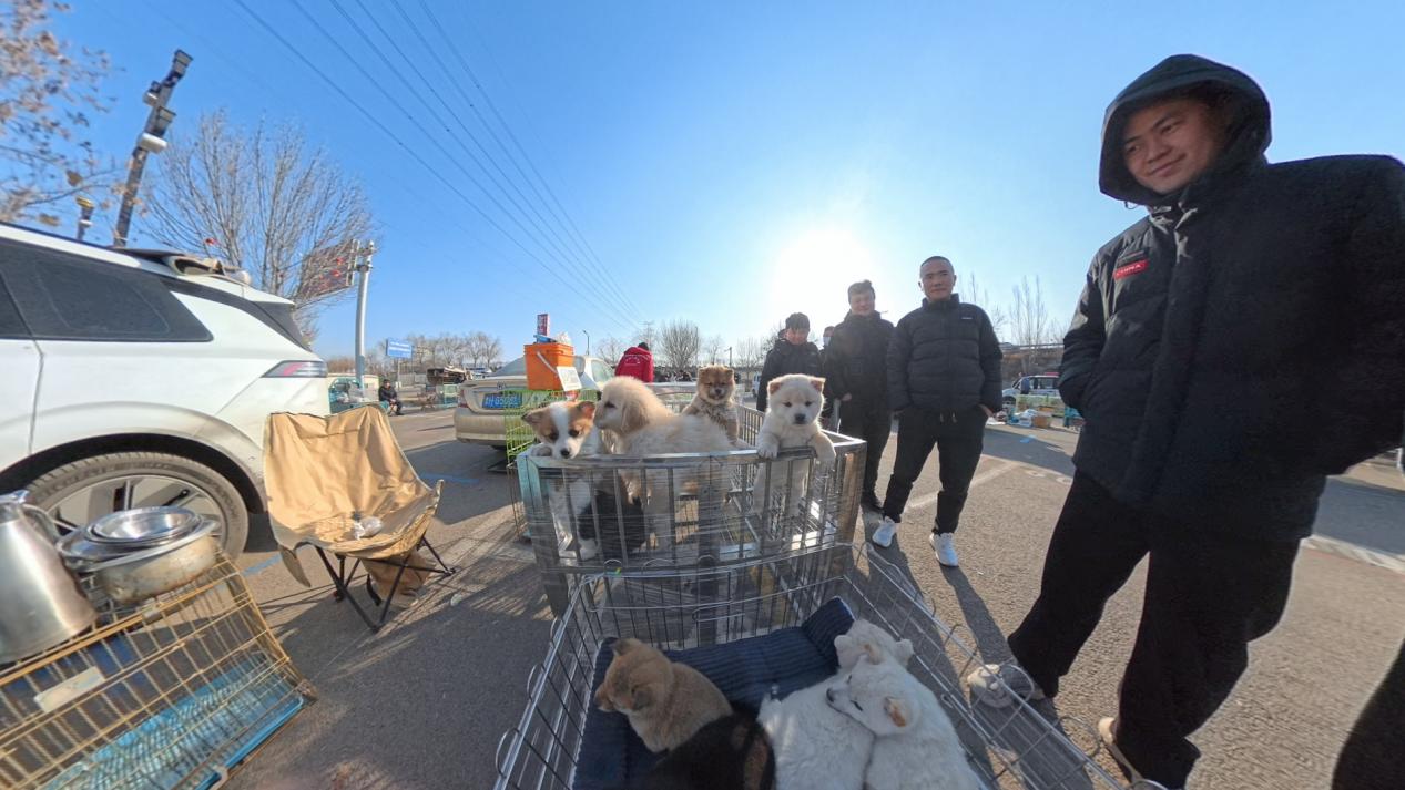 顾客在挑选宠物狗。人民网记者 王天乐摄