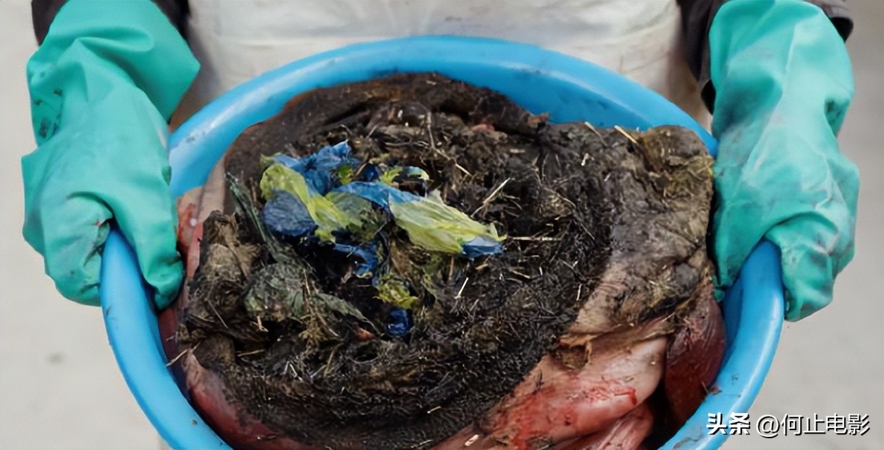 _变蝇人2结局_生命灵数空缺数