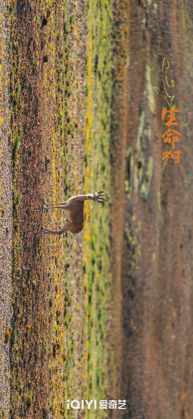 《生命树》大结局，林培生被判无期，老韩白芍、邵云飞白菊圆满_《生命树》大结局，林培生被判无期，老韩白芍、邵云飞白菊圆满_